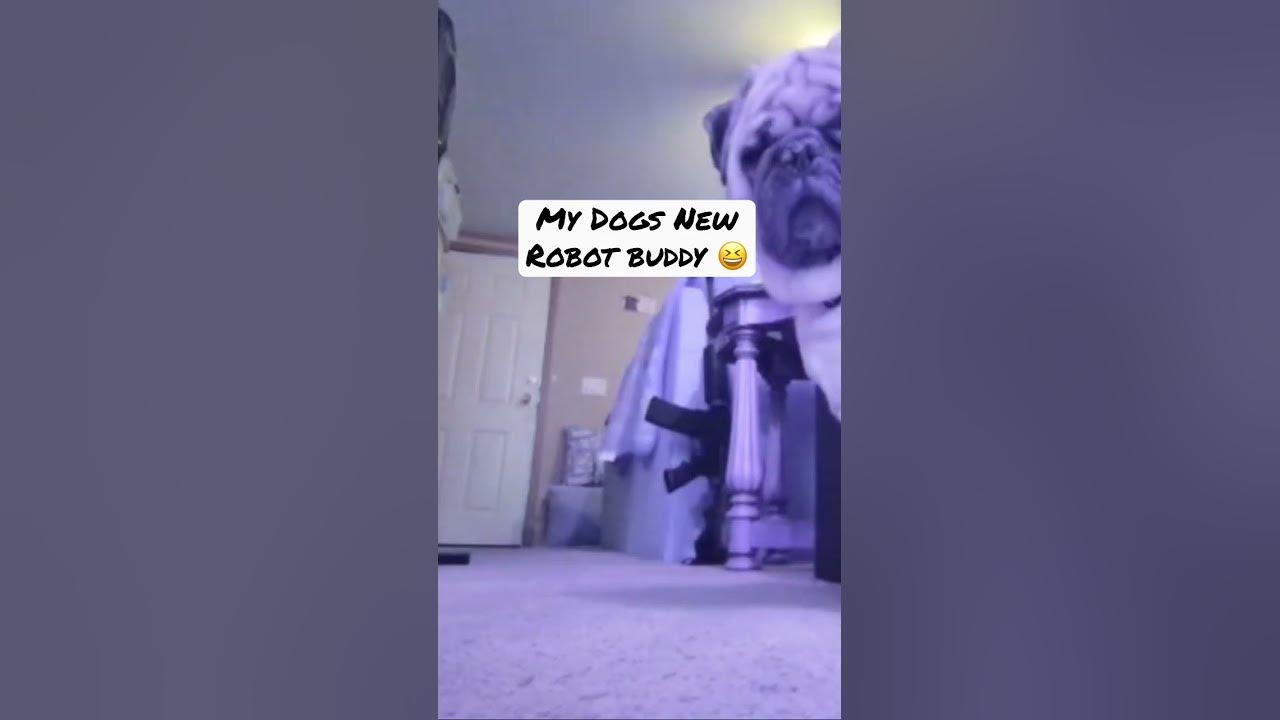 My dogs new toy robot lol 😆 #robots #ai #trending #ebot #pugs - YouTube