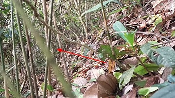 27 /3/2022cuab qaib qus