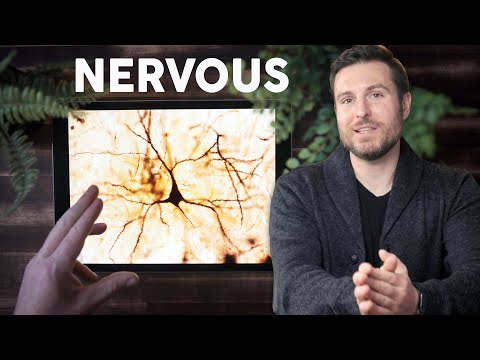 Wideo: Czy tkanka nerwowa ma macierz pozakomórkową?