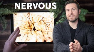 Nervous Tissue Histology Explained for Beginners