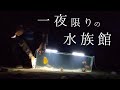 深夜の誰もいない海岸で海水魚を巨大水槽で愛でる。【海水魚採集&times;アクアリウム】