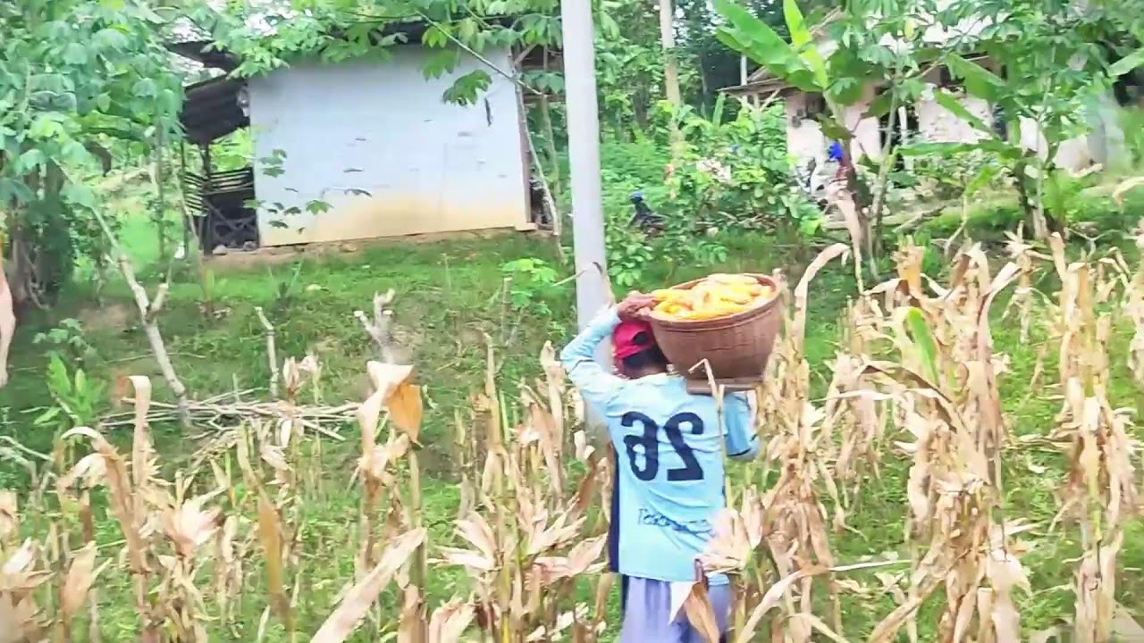 Fresh Corn Harvest from Rural Farmland 