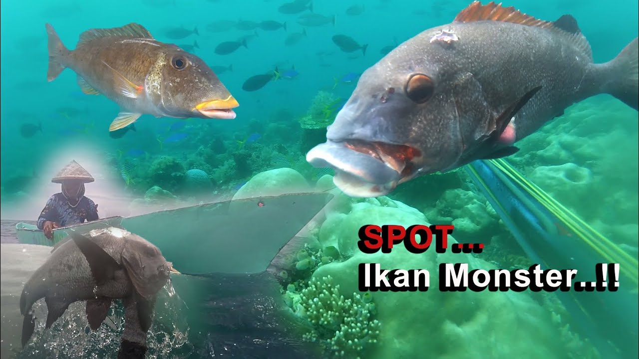Berburu Ikan Dan Memanah Ikan Sweetslips Monster || Spearfishing Indonesia
