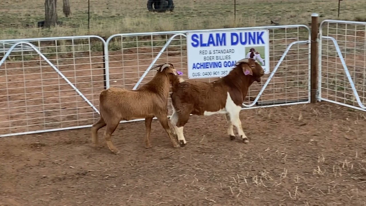 SLAM DUNK RED BOER BUCKS, 118B, 291, 494, 490