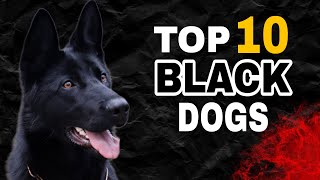 TOP 10 Black Dog Breeds In The World