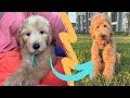 🐶 F1 GOLDENDOODLE growing UP | from 2 to 6 MONTHS