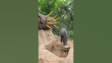 Giant Wild Boar Trap - The Power Pig Trap Make from Big Wood #animals #wildlife