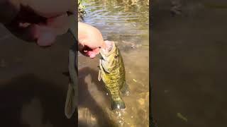 BIG SMALLMOUTH #smallmouthbass #bassfishing #racksgillsbills #riverfishing