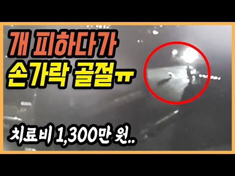 7733회. 사납게 쫓아오는 강아지를 피하다가 5톤 화물차 뒤를 부딪쳤는데 안전하게 도망가지 못한 저에게도 잘못이 있다고 하네요..