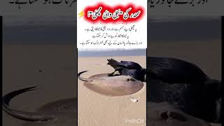 ​Nature’s Electric Shock! ⚡ Could you survive this? 🐟😱 #ElectricRay #SeaLife #Shorts #Viral #Facts
