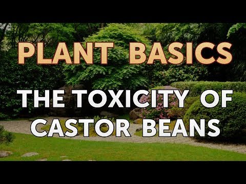 The Toxicity of Castor Beans
