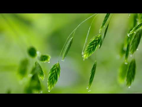 Nhạc Piano hoà tấu nhẹ nhàng thư giãn dùng trong spa
