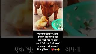 Dog ka pyar❤️ #animalshorts #viralreels #explore #love #lovestatus #newreel #animals #maa  #viral