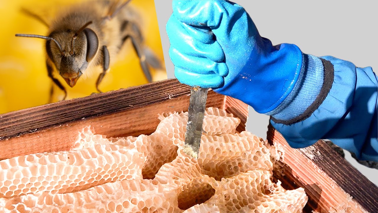 ニホンミツバチ全滅。解体します。ミツロウ抽出します。いままでありがとう