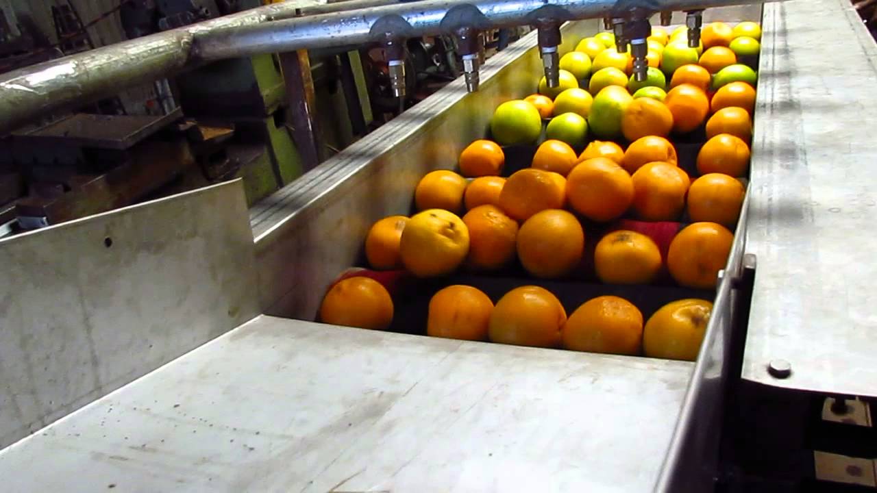 Orange grading and washing machine YouTube