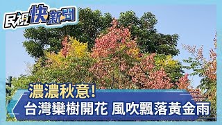 濃濃秋意! 台灣欒樹開花 風吹飄落黃金雨－民視新聞