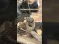 Sparrow’s visit to my window