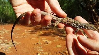 4K Painted Desert Western Whiptail lizard, Catching Amazing Pet Reptiles in UT, CA, AZ Herping HD.