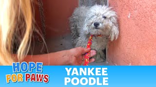 After living on the streets, this poodle was transformed by the love of a little boy.