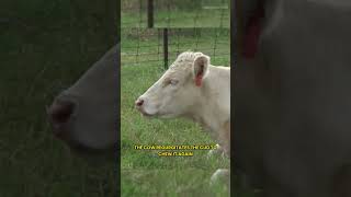 How Do Cows Make Milk from Grass?