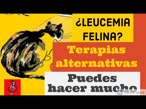 Video: Una Defensa Apasionada Para La Adopción De Gatos VIF Positivos