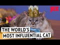 This Influencer Cat Makes More Money Than You | Jezebel