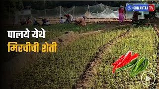 Chilli farming at Palyem | Gomantak Tv screenshot 1