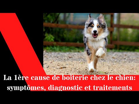 Vidéo: Causes et traitements de la boiterie du membre arrière chez le chien