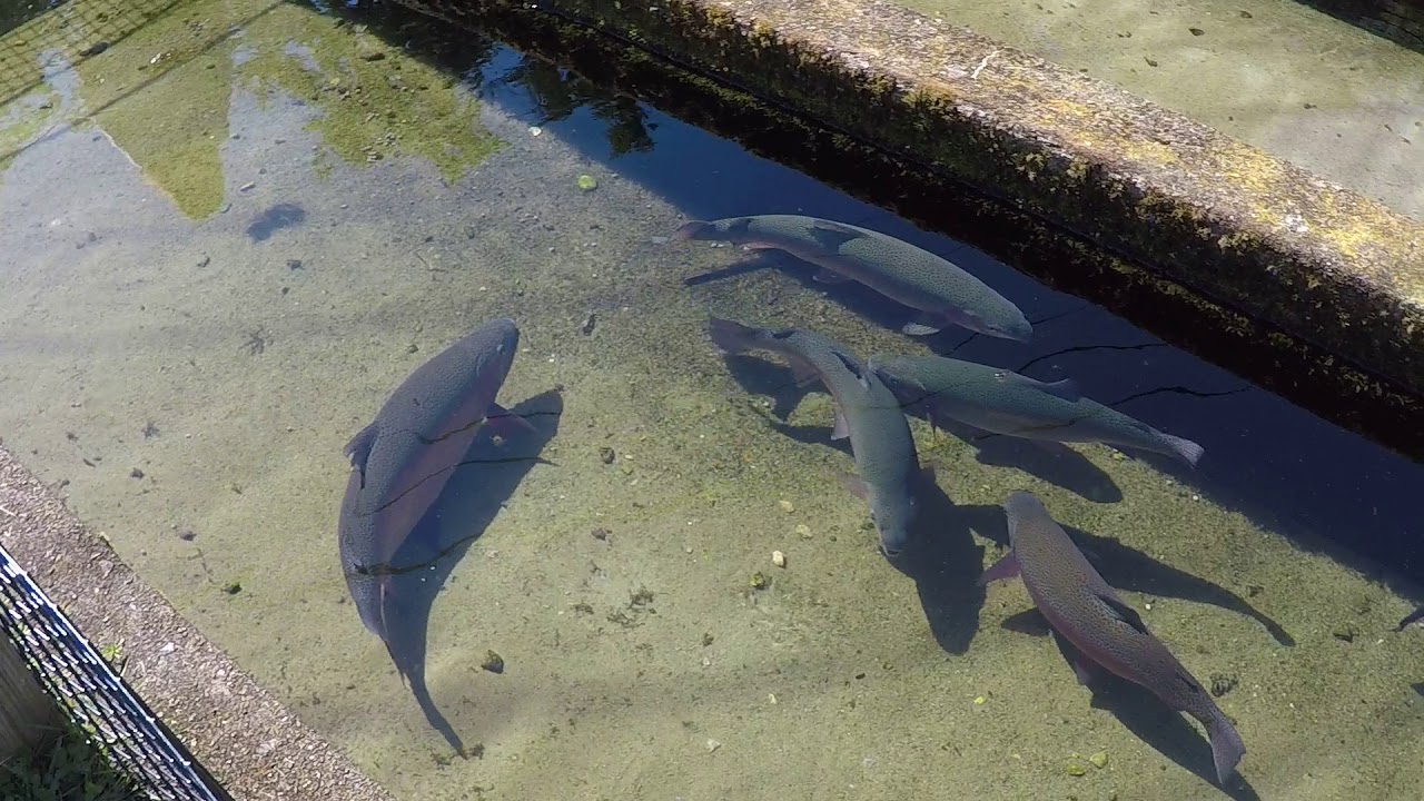 Trout Hatchery Sandwich, MA (Cape Cod) YouTube
