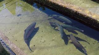 Trout Hatchery -  Sandwich, MA (Cape Cod)