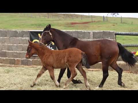 Lote 05 JAGUEL LITERA