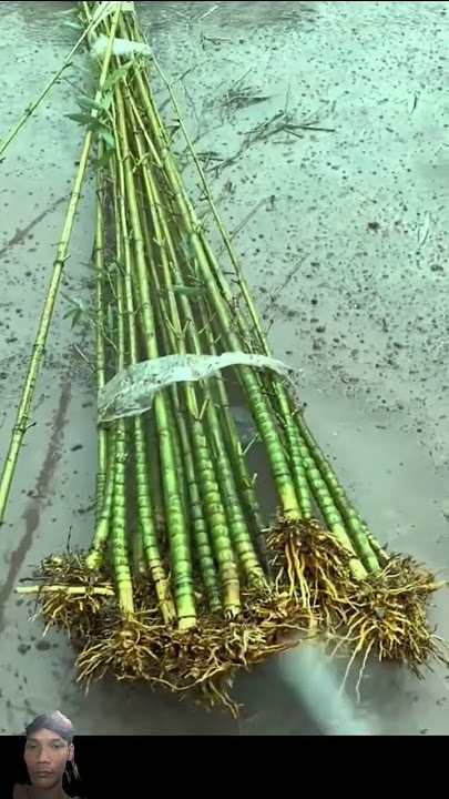 Jenis bambu yang bagus untuk membuat joran pancing#mancing #joran #fishing#fyp #viralshorts