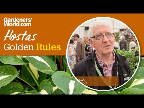 वीडियो: होस्टा के पौधे - मेजबानों की देखभाल के लिए टिप्स