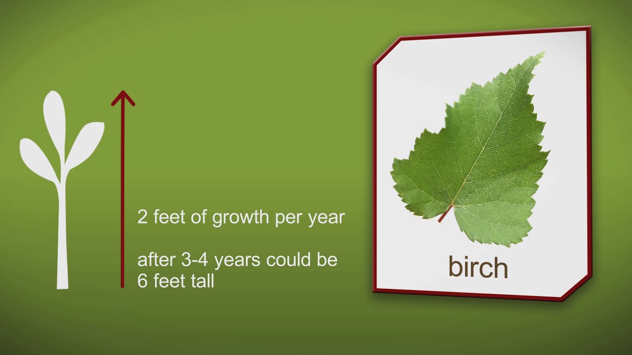 How to plant a Birch Tree by Heathwood Nurseries YouTube
