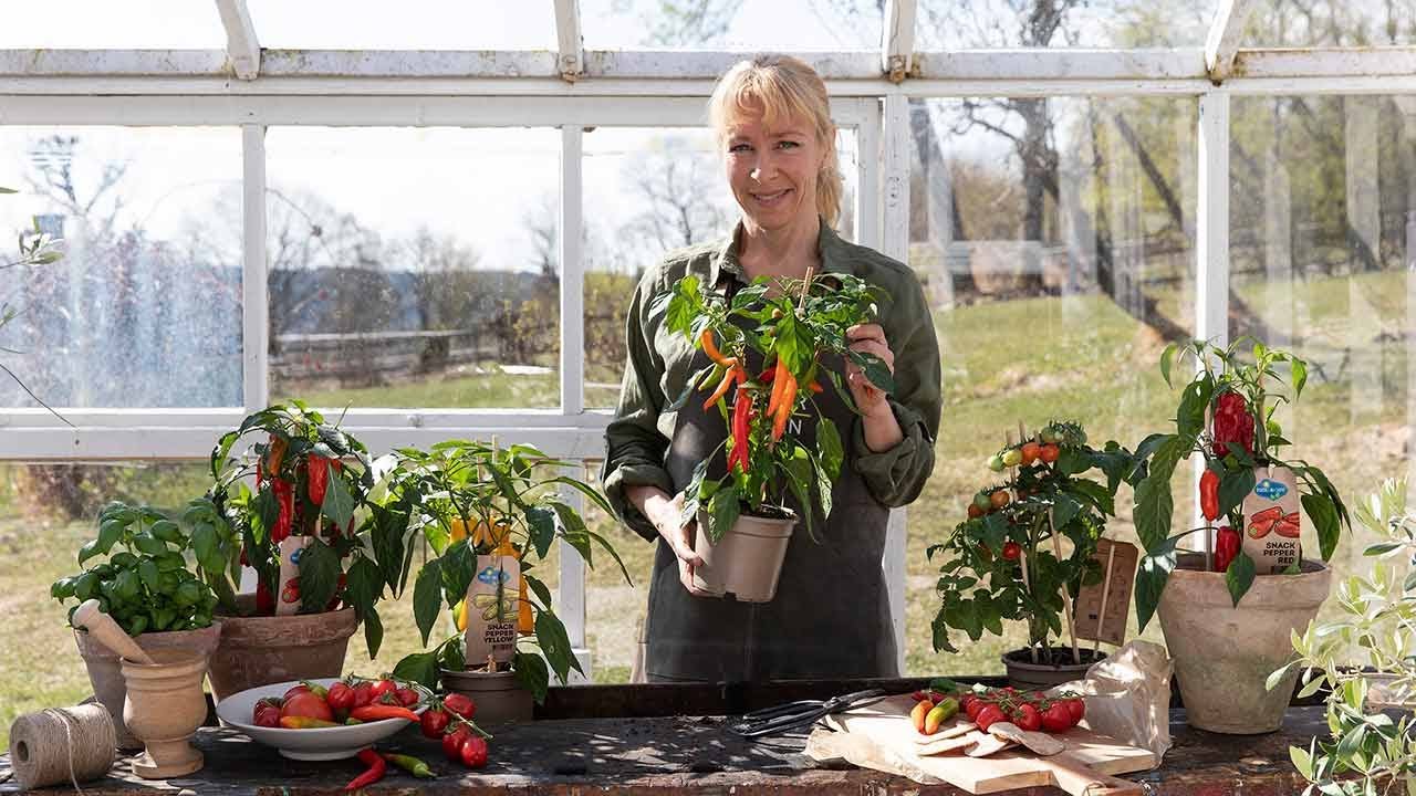 Slik dyrker du chili, tomat og paprika