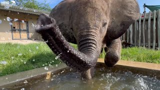 How Water Sustains Life at HERD | Celebrating World Water Day with Elephants