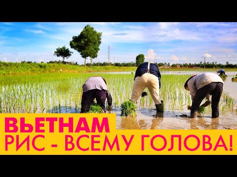 Рис. Рисовое поле во Вьетнаме