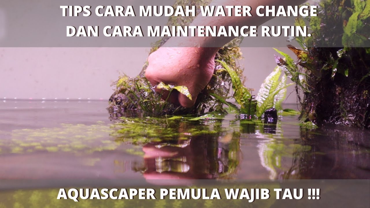 CARA MUDAH MERAWAT DAN MEMBERSIHKAN AQUASCAPE YANG BAIK DAN BENAR!!!