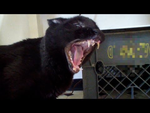 Talking Kitty - Demon Cat  (2013)