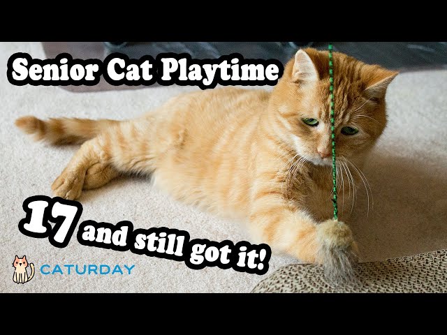 How a 17 year old Senior Cat Plays (and a 14 yr old too