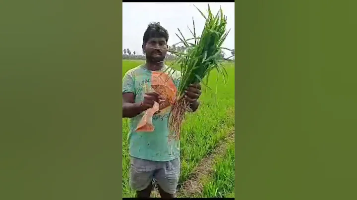 వరి పంటలో upl కంపెనీ Neoroot ప్రాముఖ్యత #uplindia #agriculture #farmer