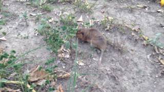 Gopher stealing limes, cuyo robando limas awesome