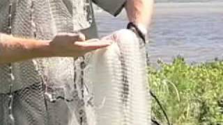 castnet