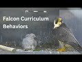 Falcon Curriculum: Behaviors