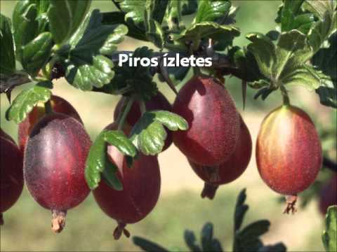 Videó: Egres Termesztése A Trellises-on