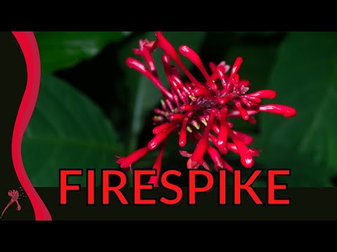 Video: Care Of Firespikes - Tips för att odla Firespike-växter
