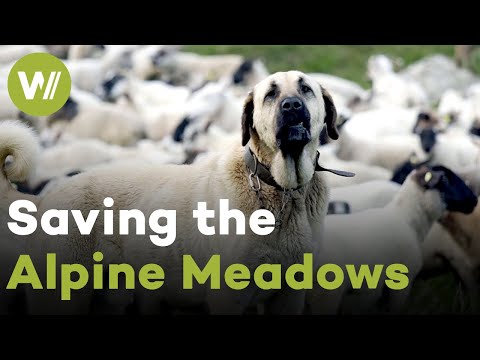 Switzerland: Mountain Shepherd's Battle to Save the Alpine Paradise | Paradise Preserved (5/5)