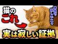 【９割が知らない真実…】猫が泣くぐらい寂しい時にする行動7選