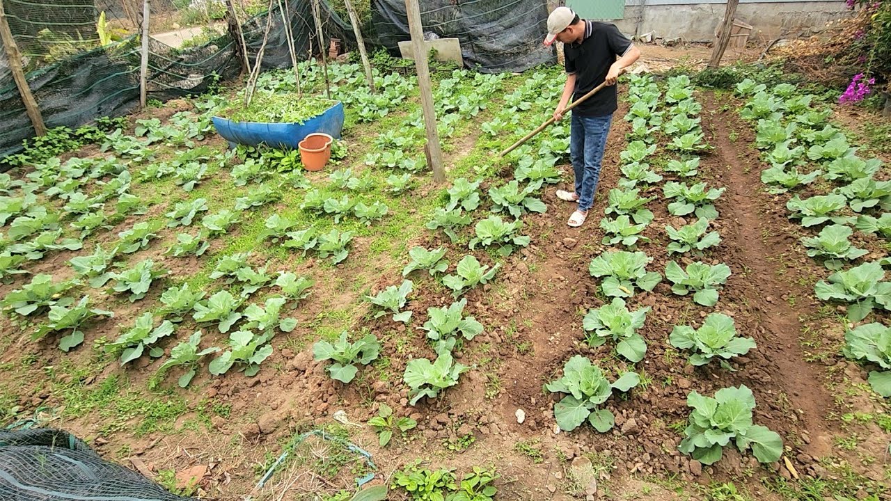 30 Days How to Create a Garden for Beginners