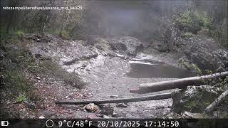 Wolvesarea Midlake 2025